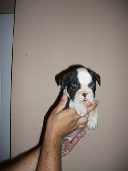Francuski-buldog-stenad