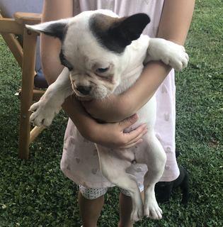 Francuski buldog štenci