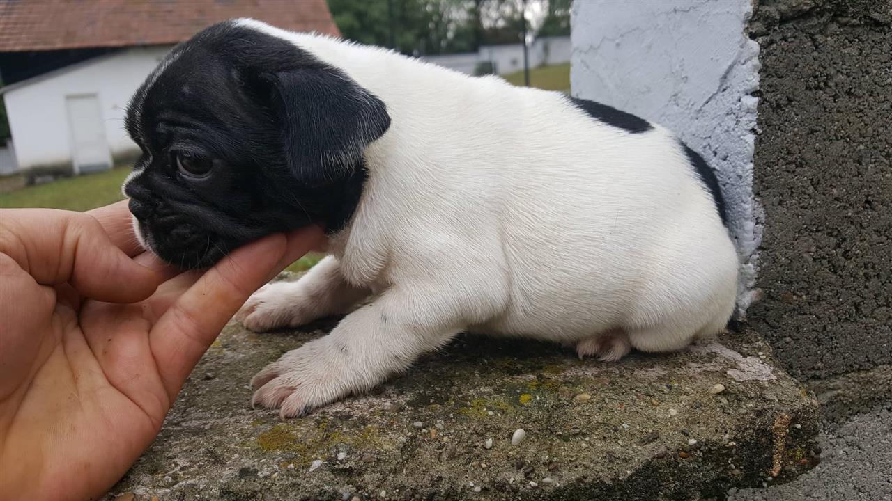 Francuski-buldog-štenci
