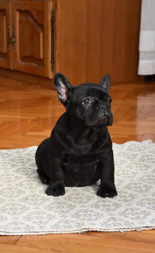 Francuski-buldog
