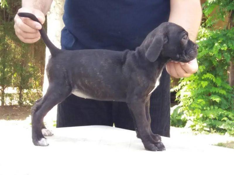 Cane-Corso--prelepa-ženkica