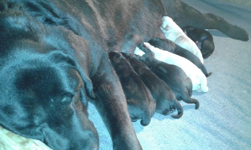 Labrador-štenci-