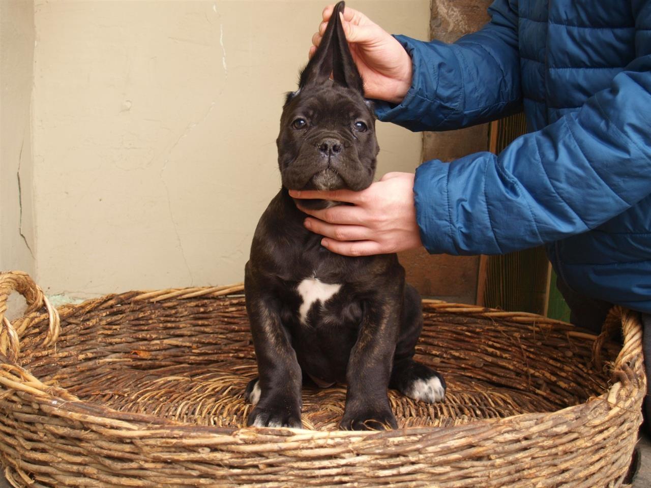 Kane-Korso-Cane-Corso-POVOLJNO