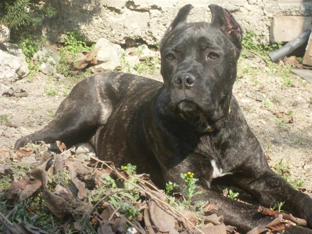 Cane-Corso-stenci-VRHUNSKO-LEGLO