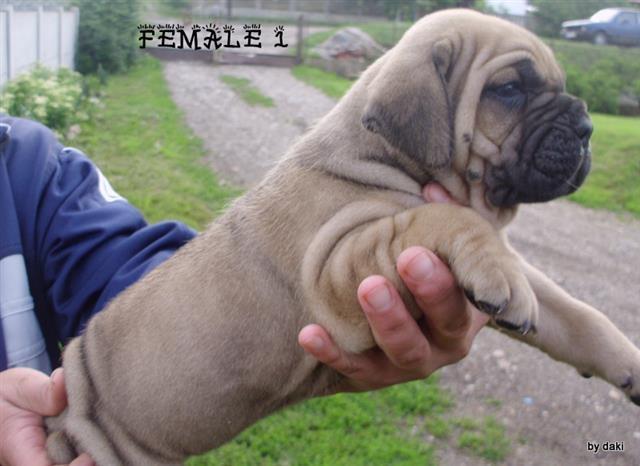 Cane-Corso---odlicna-stenad