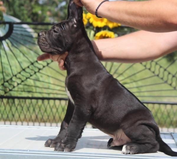 Cane-Corso-štenci-