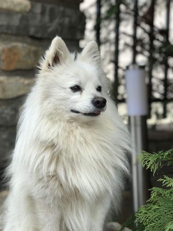 Pomeranski-mini-Spic