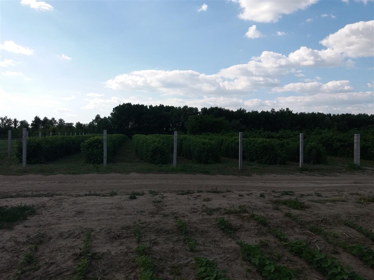 Sadnice-Maline-Polana
