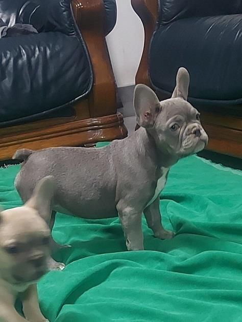 Francuski-buldog-štenci-