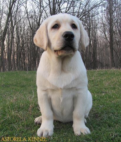 Prelepa zenkica labrador retrivera