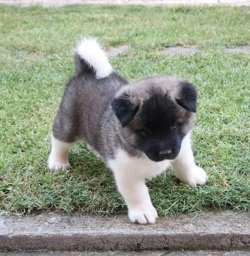 Američka Akita, štenci 