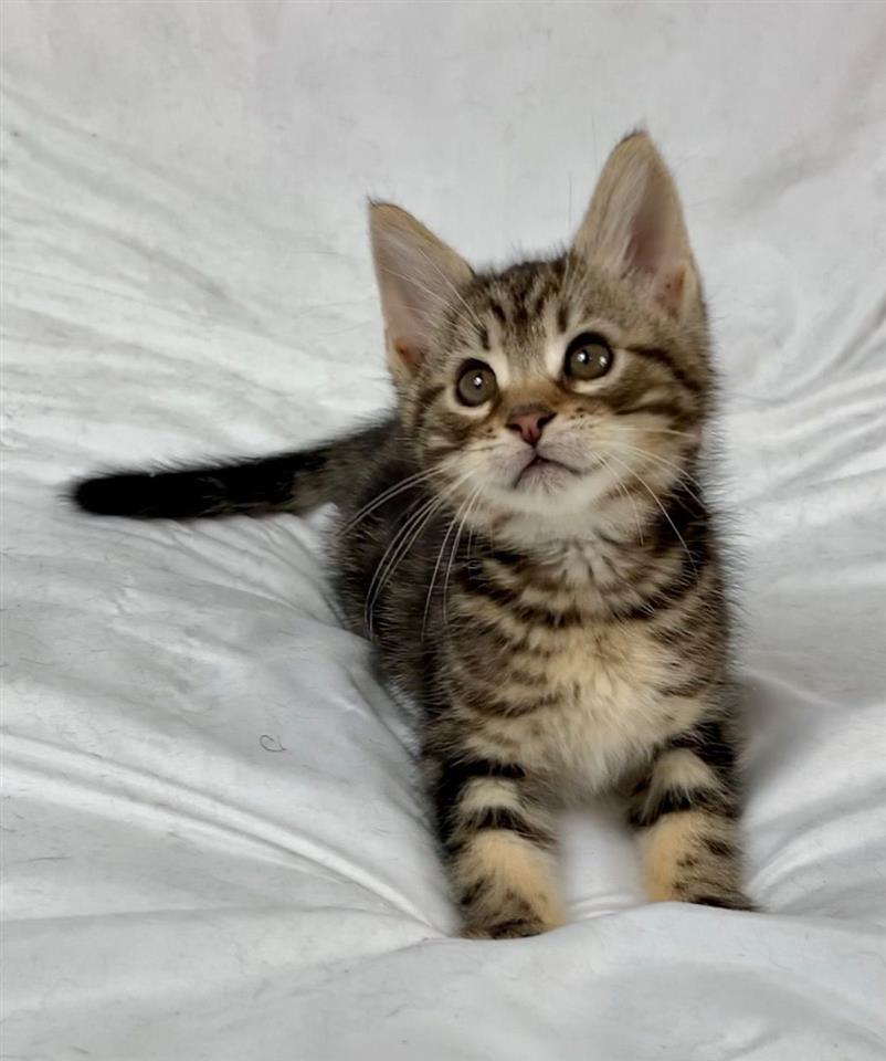 Prekrasna-maine-coon-mačića