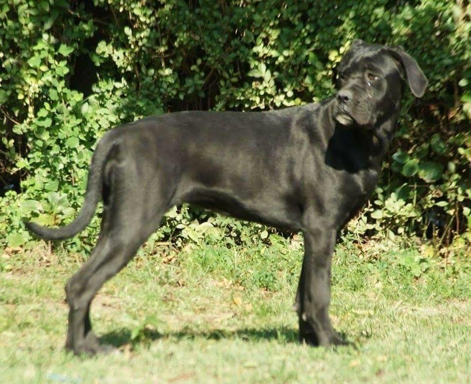 Kane-korso-štenci
