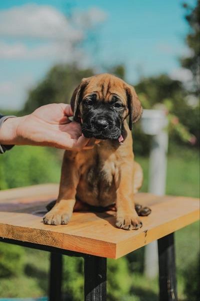 Cane-Corso-vrhunski-štenci