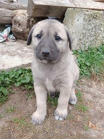 Kangal--štenci