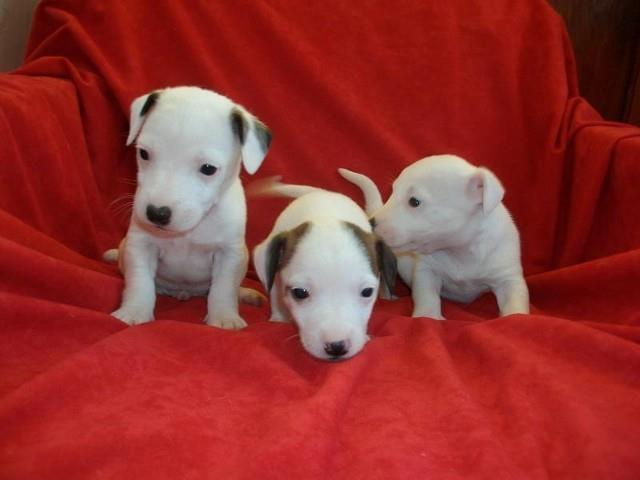 Jack-Russel-Terrier---prelepi-stenci