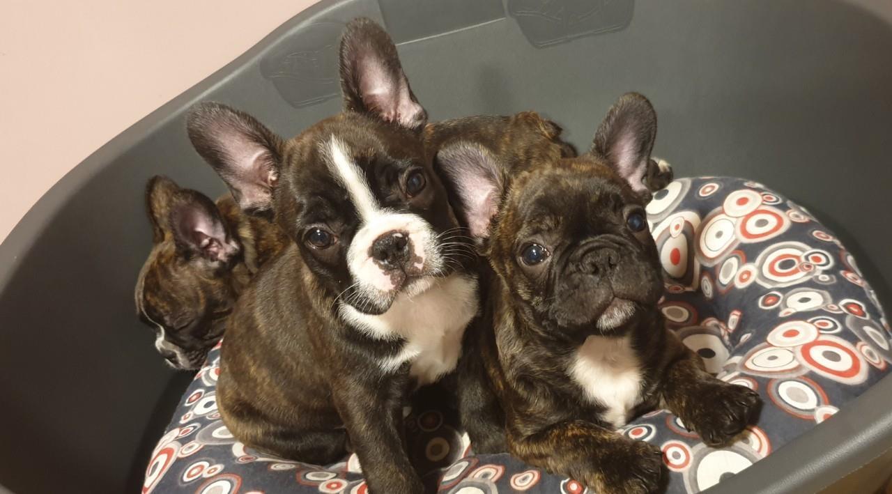 Francuski-buldog-štenci