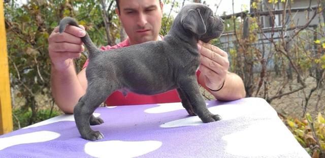 CANE-CORSO-stenci-
