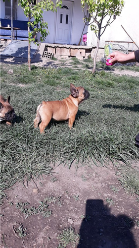 Francuski buldog