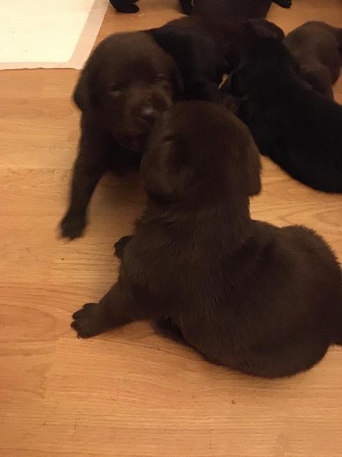 Stenci-cokoladnog-Labrador-retrivera