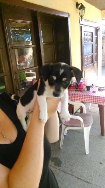 Jack-russel-terrieri