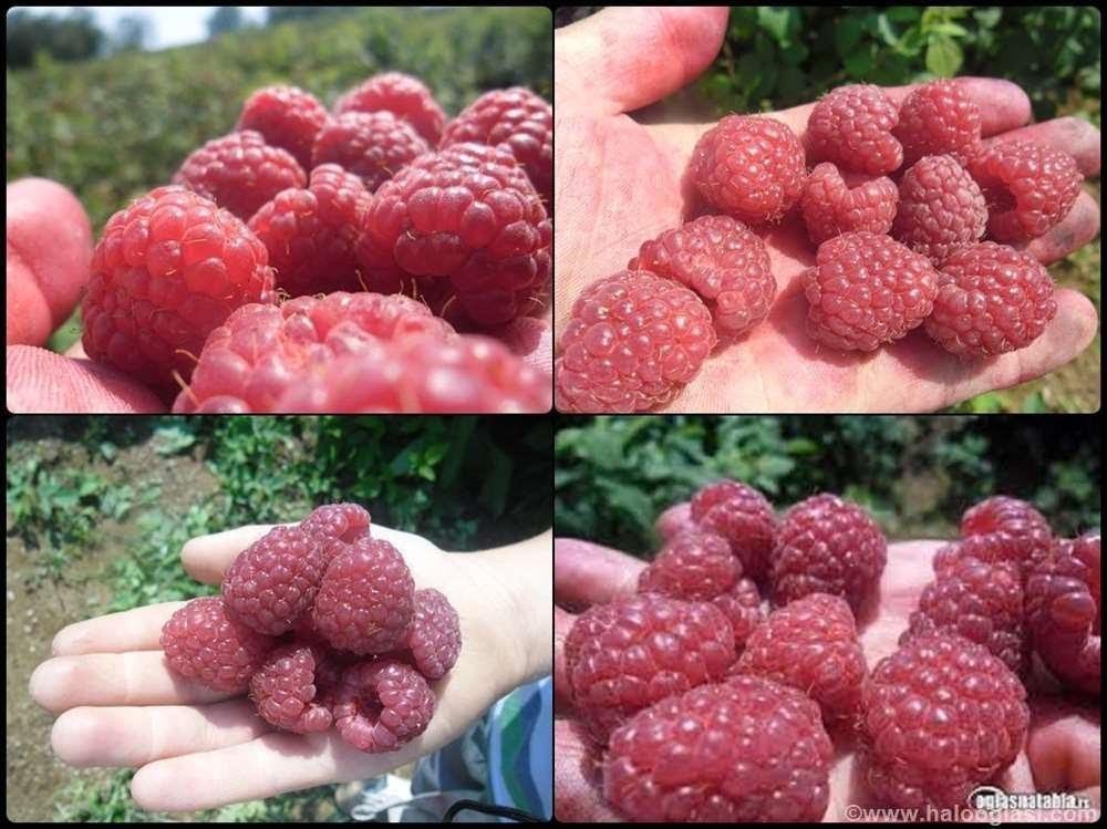 Sadnice-maline-Wilamet-sa-1200mnv