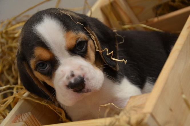 Prekrasne pedigree beagle psiće