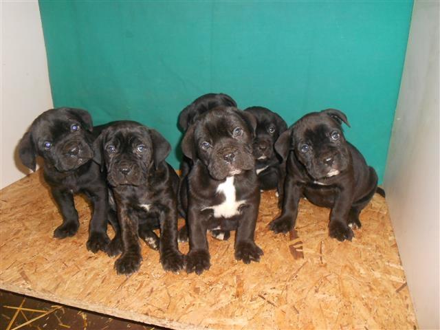 Cane Corso stenci