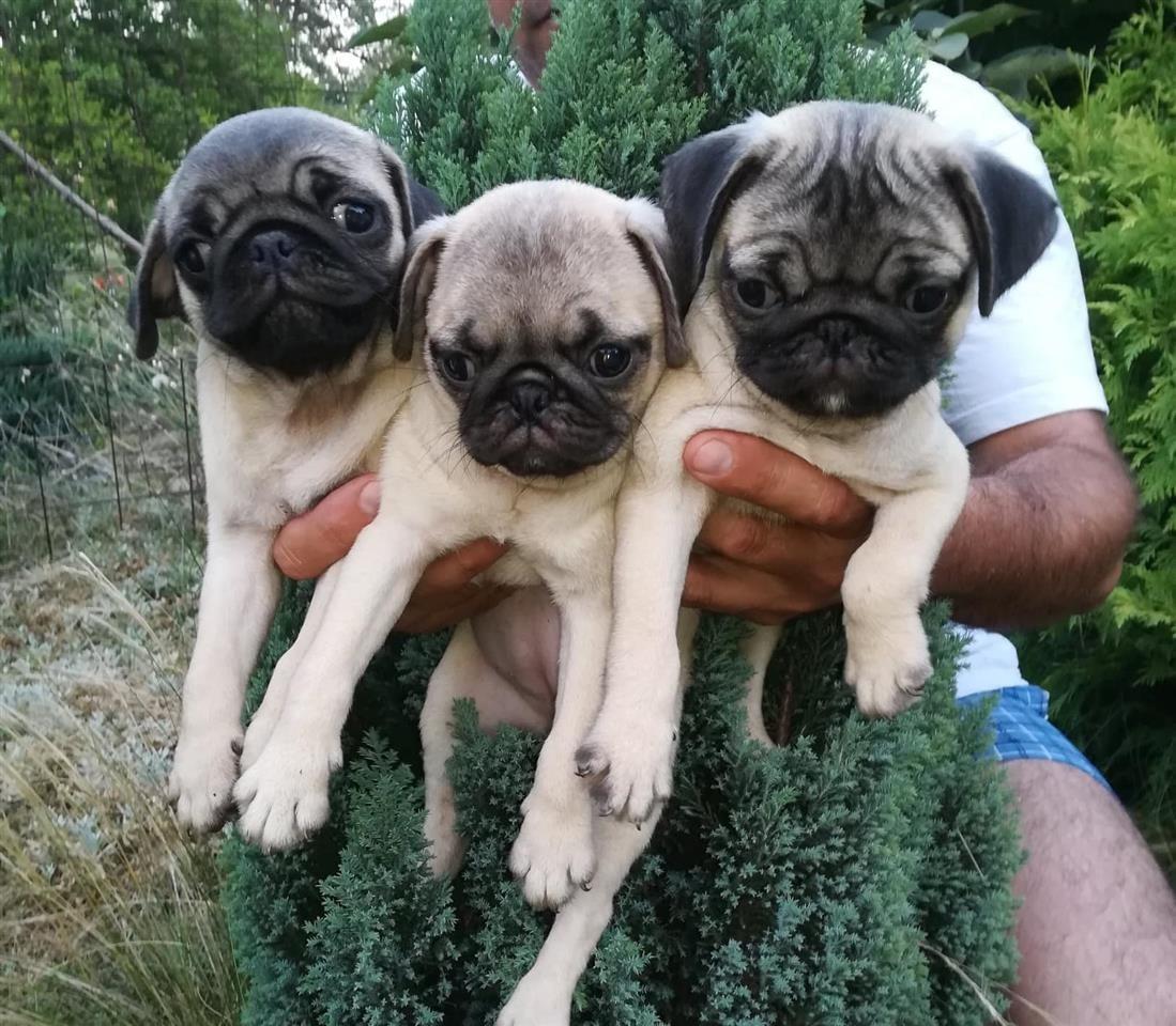 Mops