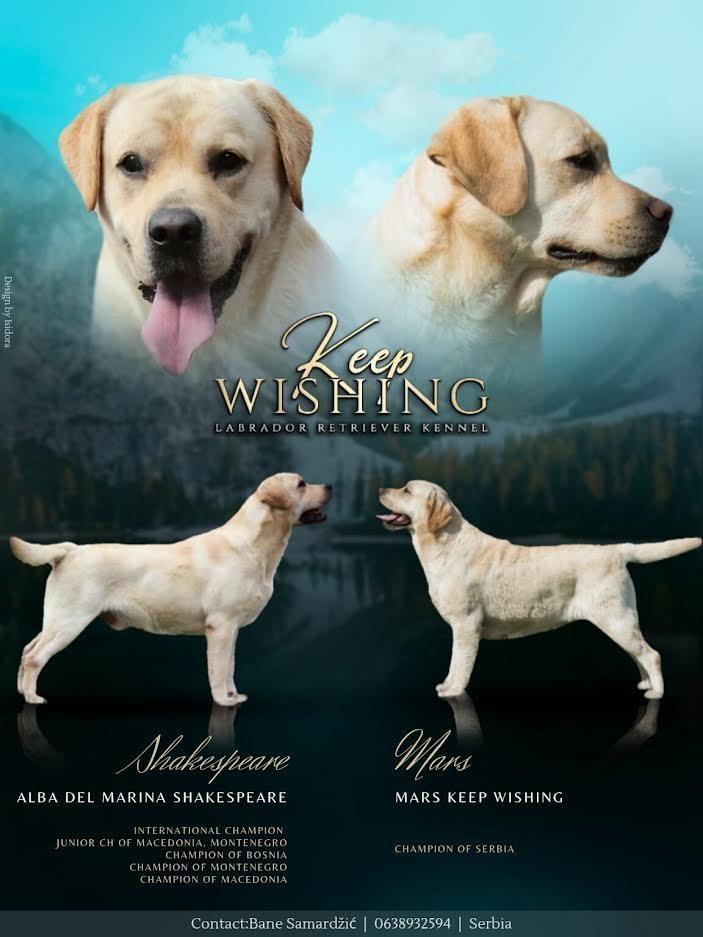 Štenci-Labrador-Retrivera