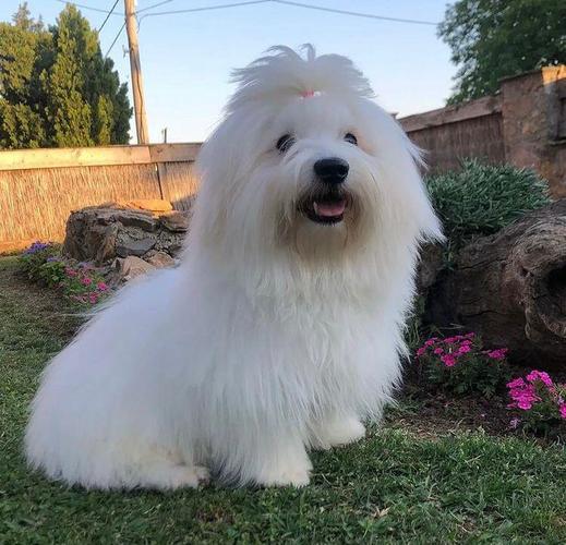 Coton de Tulear stenci