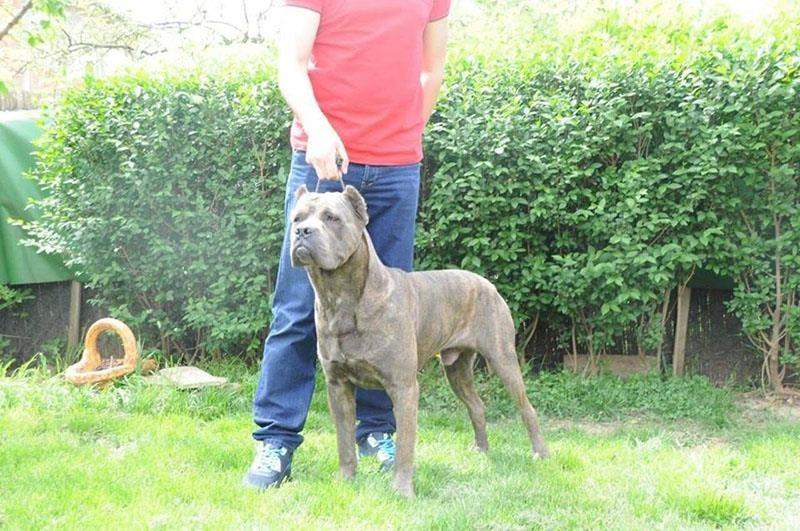 Cane-Corso-štenad