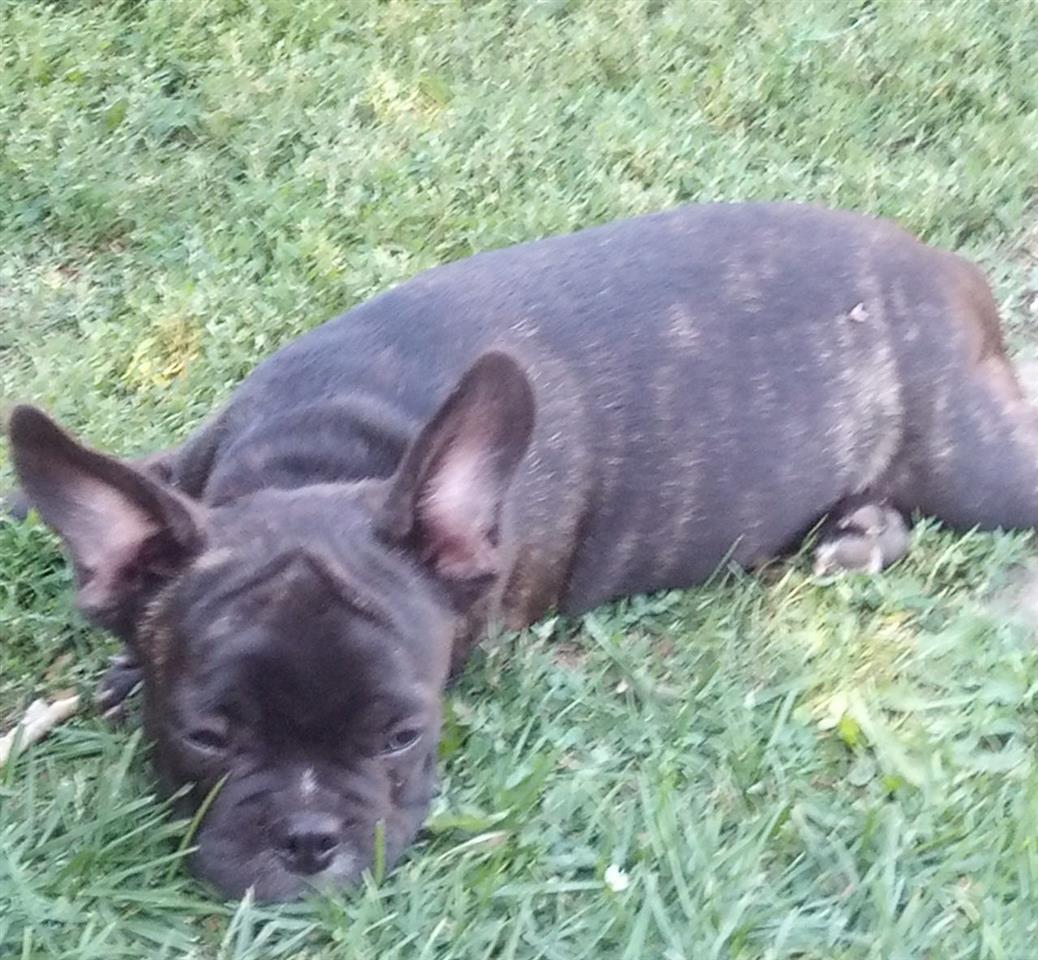 Francuski-buldog-i-mops-štenci