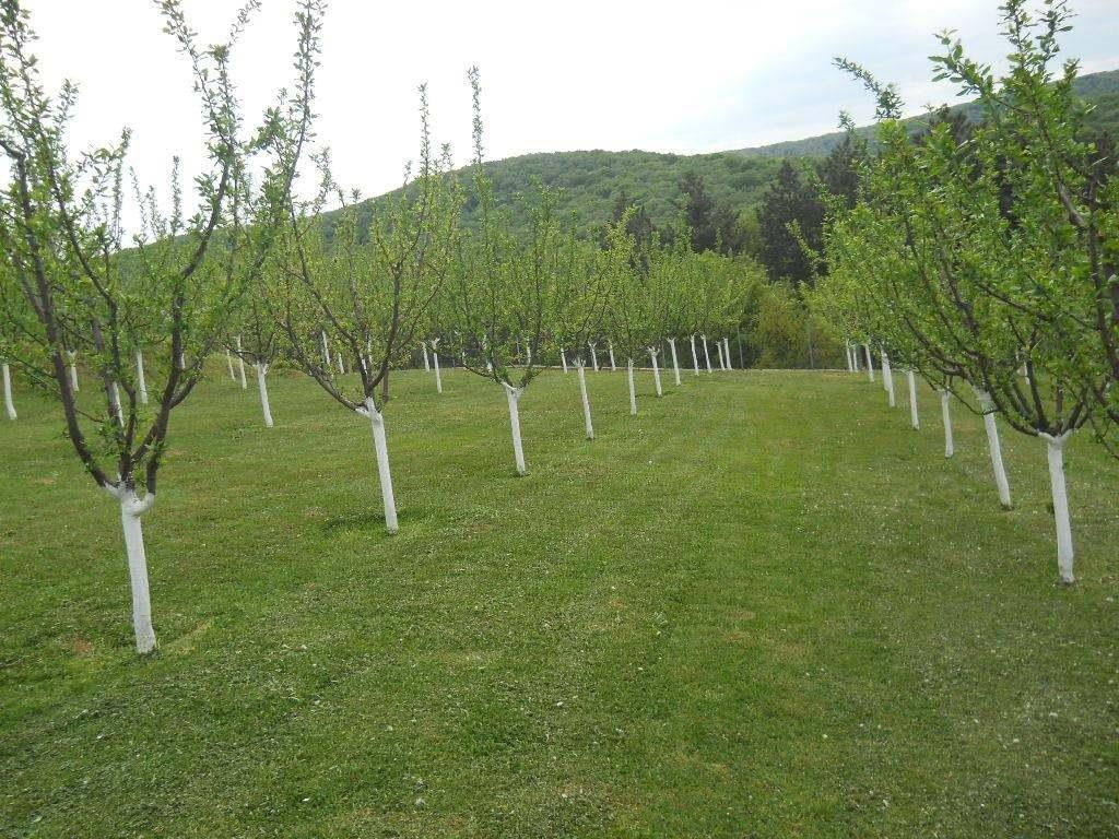 Plac-Fruska-gora