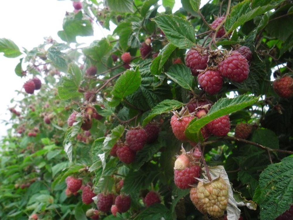 Sadnice-maline-Wilamet-sa-1200mnv-Srdjan