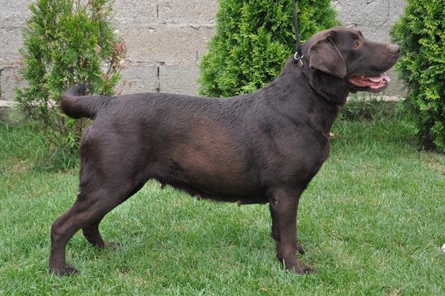 stenci-labradora