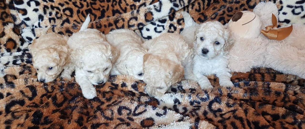 Prelepi-maltipoo-stenci-