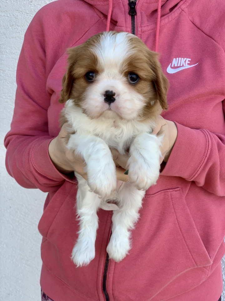 CAVALIER-KING-CHARLES--spaniel-štenci--