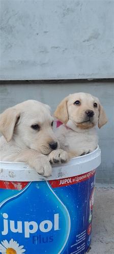 Na prodaju Labrador štenci 