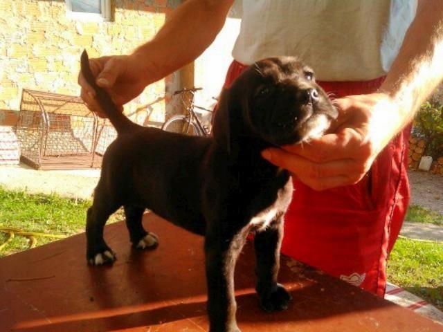 Cane-corso-stenci