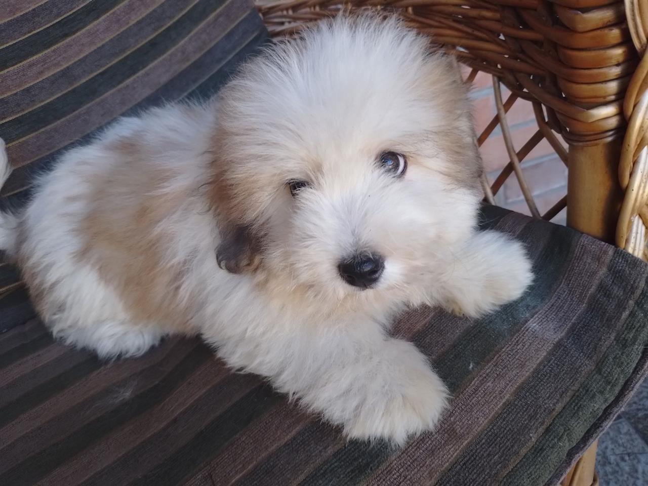 Štenci-COTON-DE-TULEAR-