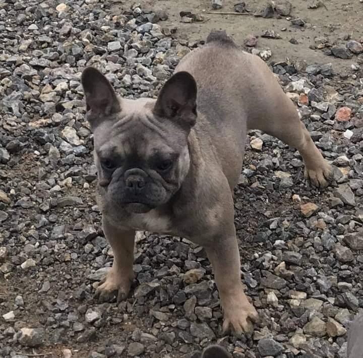 Francuski-buldog