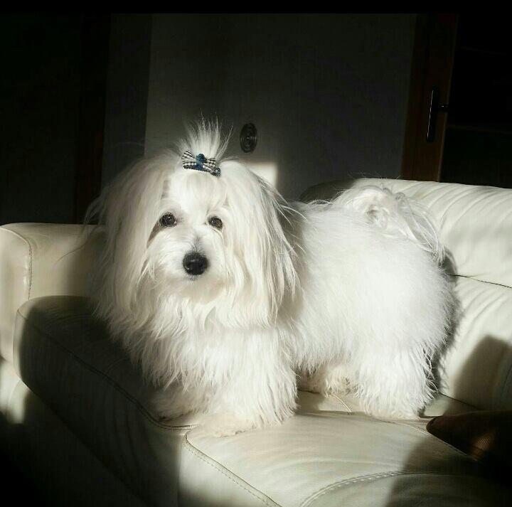 Coton-de-Tulear