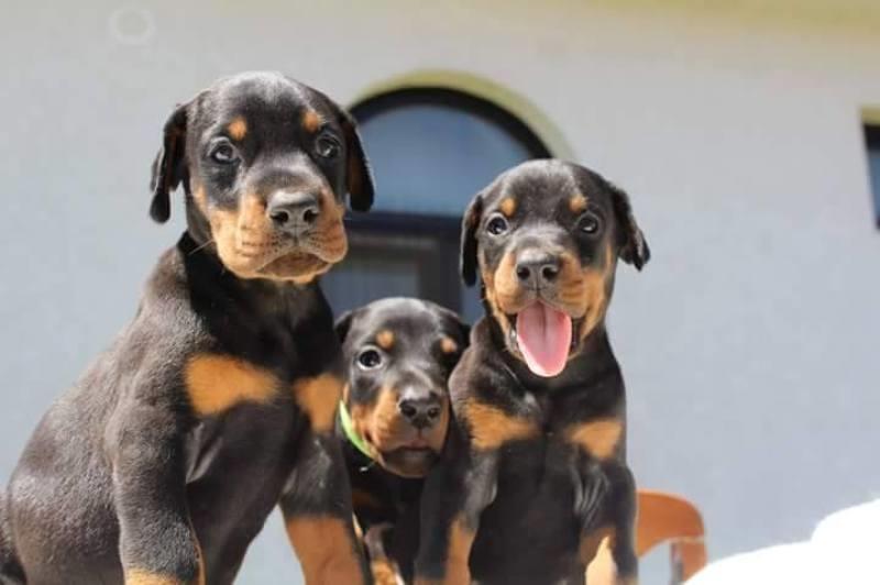 Doberman-štenci