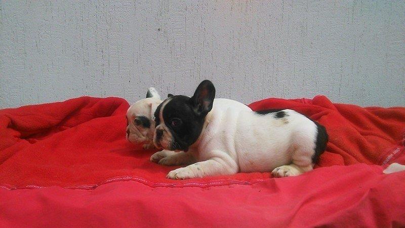 Francuski-buldog-stenad