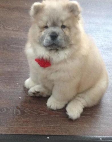 Chow Chow i Vajmarski pticar stenci