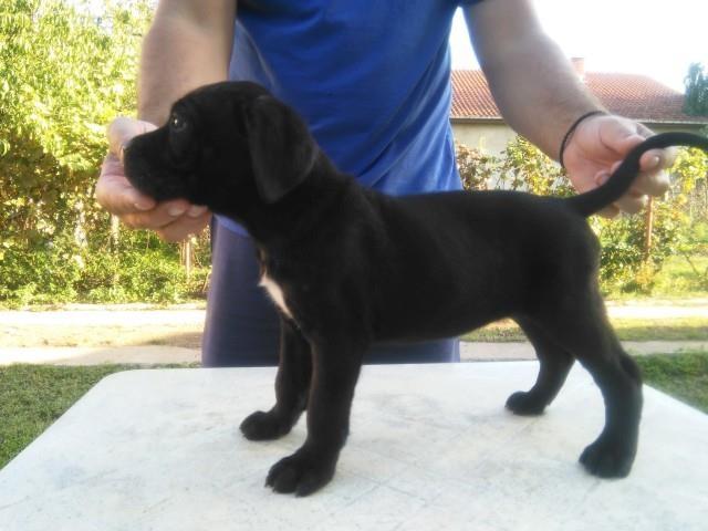 Cane-corso-stenci-