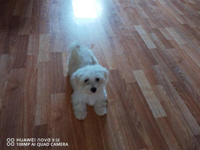 Maltezeri