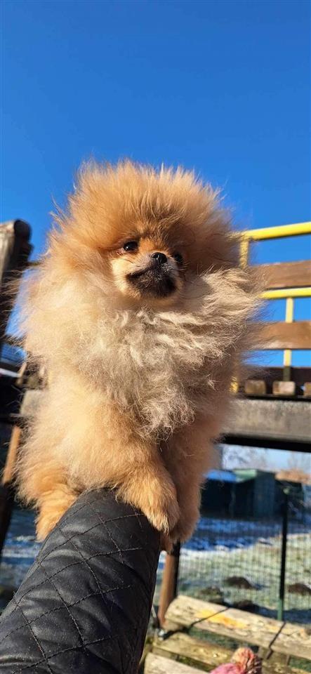 Pomeranac-