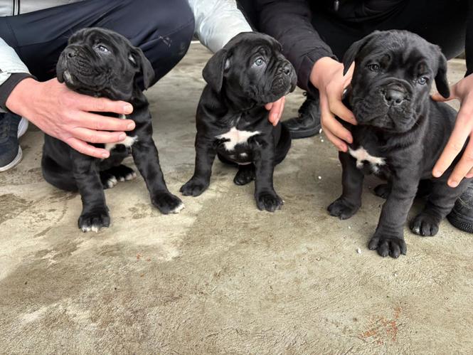 stenci cane corso